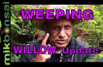 Treurwilgenbonsai Van stekken, Treurwilgenbonsai update deel 6