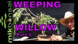 Hoe bonsaibomen te laten groeien uit takkenstekken.  hoe bonsai treurwilgen deel 5