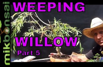 Hoe bonsaibomen te laten groeien uit takkenstekken.  hoe bonsai treurwilgen deel 5