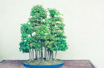 Wat is een bonsaibos?  De ultieme gids