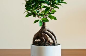 Bonsai Ficus Retusa – Tips, technieken en waar te kopen