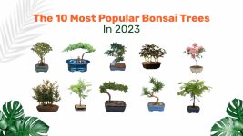 De 10 populairste bonsaibomen in 2023