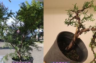 In vivo bonsai: de eerste styling van de bescheiden taxus