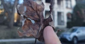 In vivo Bonsai: planten die een vroege lente in Ohio signaleren