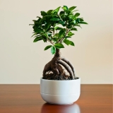 Bonsai Ficus Retusa – Tips, technieken en waar te kopen