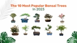 De 10 populairste bonsaibomen in 2023