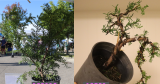 In vivo bonsai: de eerste styling van de bescheiden taxus
